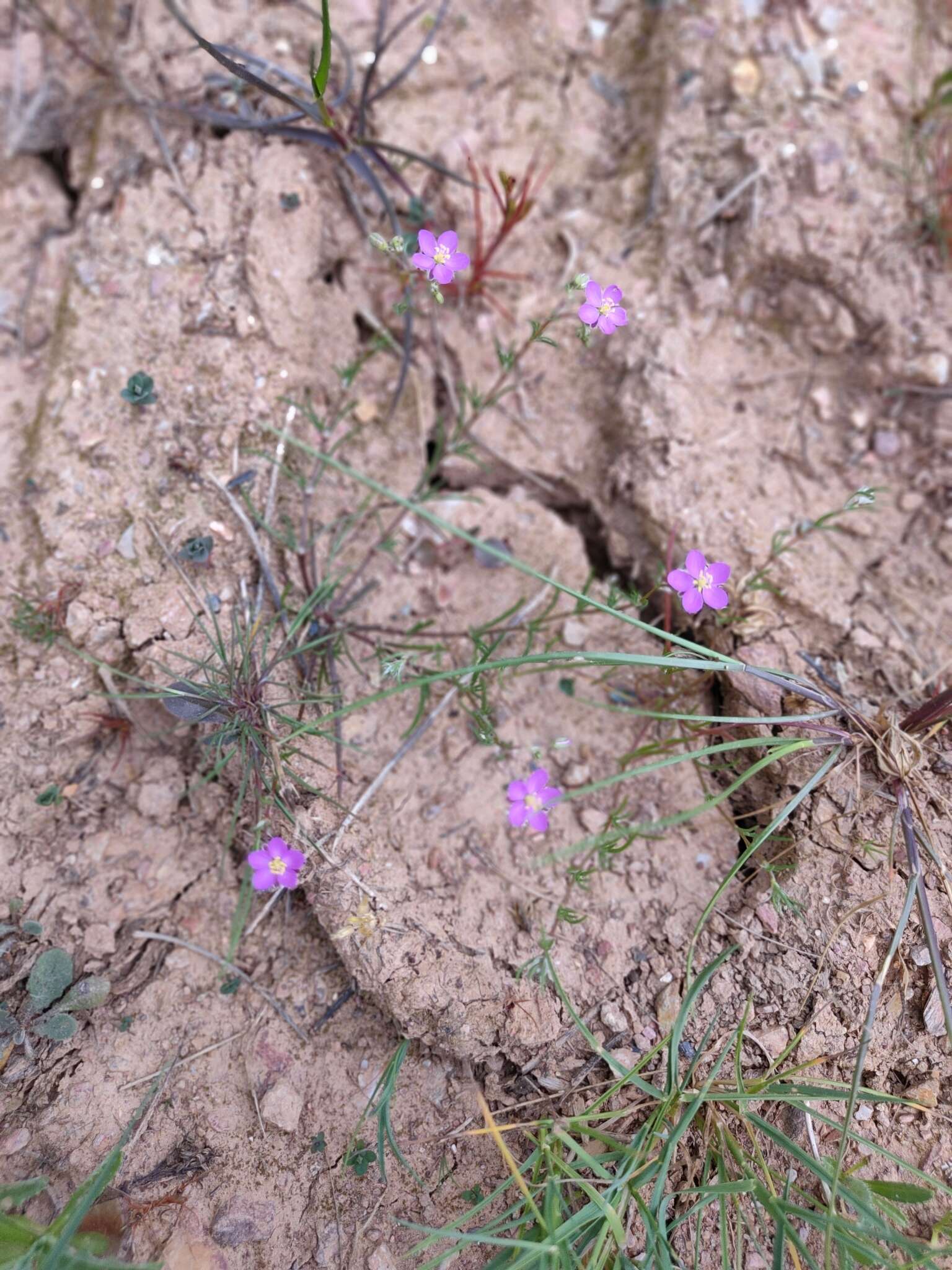 صورة Spergularia purpurea (Pers.) G. Don fil.