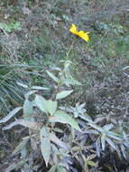 Image of cheerful sunflower