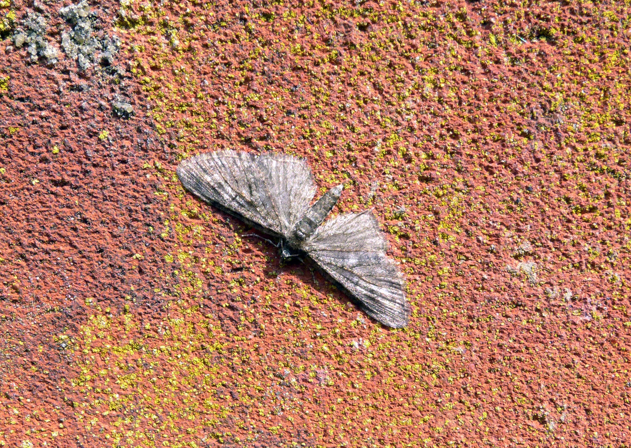 Image of brindled pug