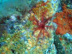 Image of rosy feather-star