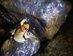 Image of northern dancing frog