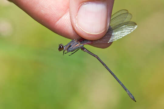 Image of Canyon Rubyspot