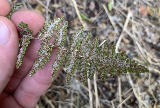 Image of graceful lipfern