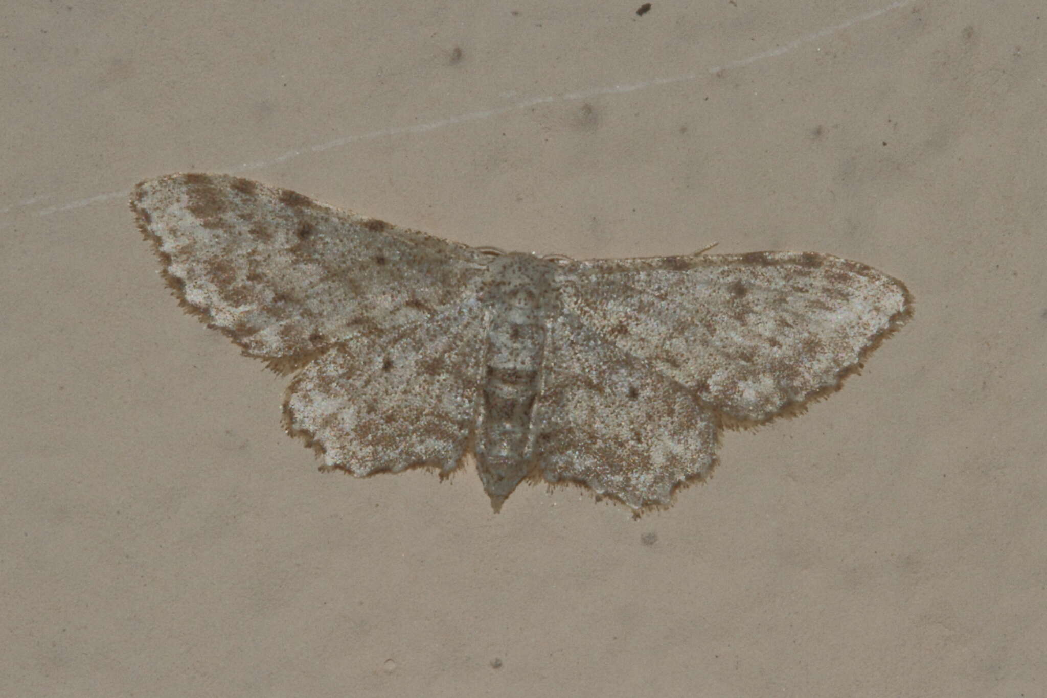 Sivun Idaea incisaria Staudinger 1892 kuva