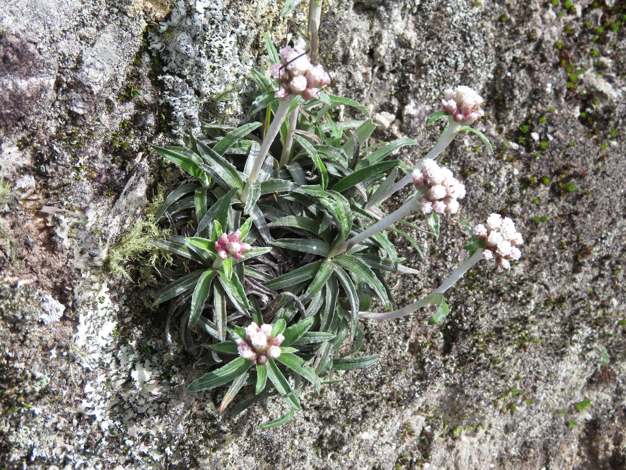 Image of Quasiantennaria linearifolia (Wedd.) R. J. Bayer & M. O. Dillon