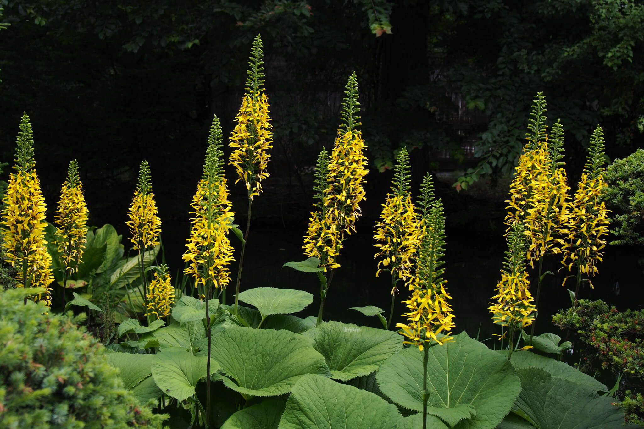 Image de Ligularia stenocephala (Maxim.) Matsum. & Koidz.