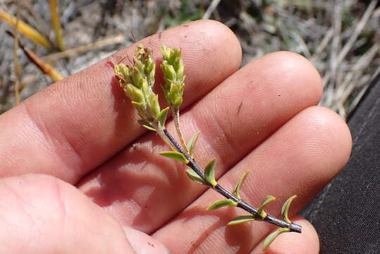 Image of Veronica pimeleoides subsp. pimeleoides