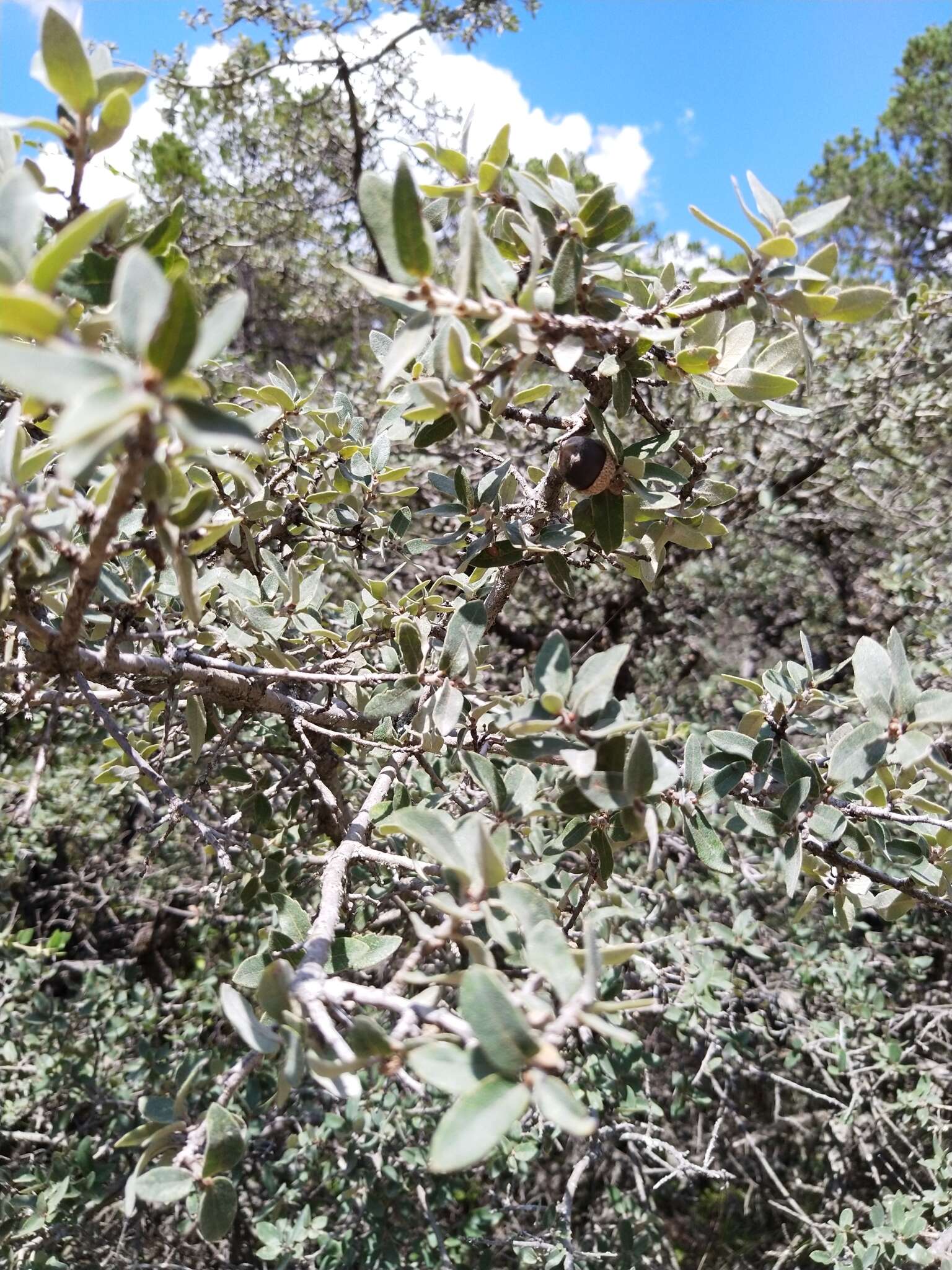 Imagem de Quercus intricata Trel.