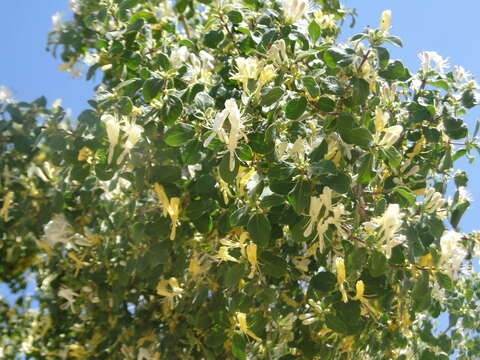 Image of Lonicera nummulariifolia Jaub. & Spach