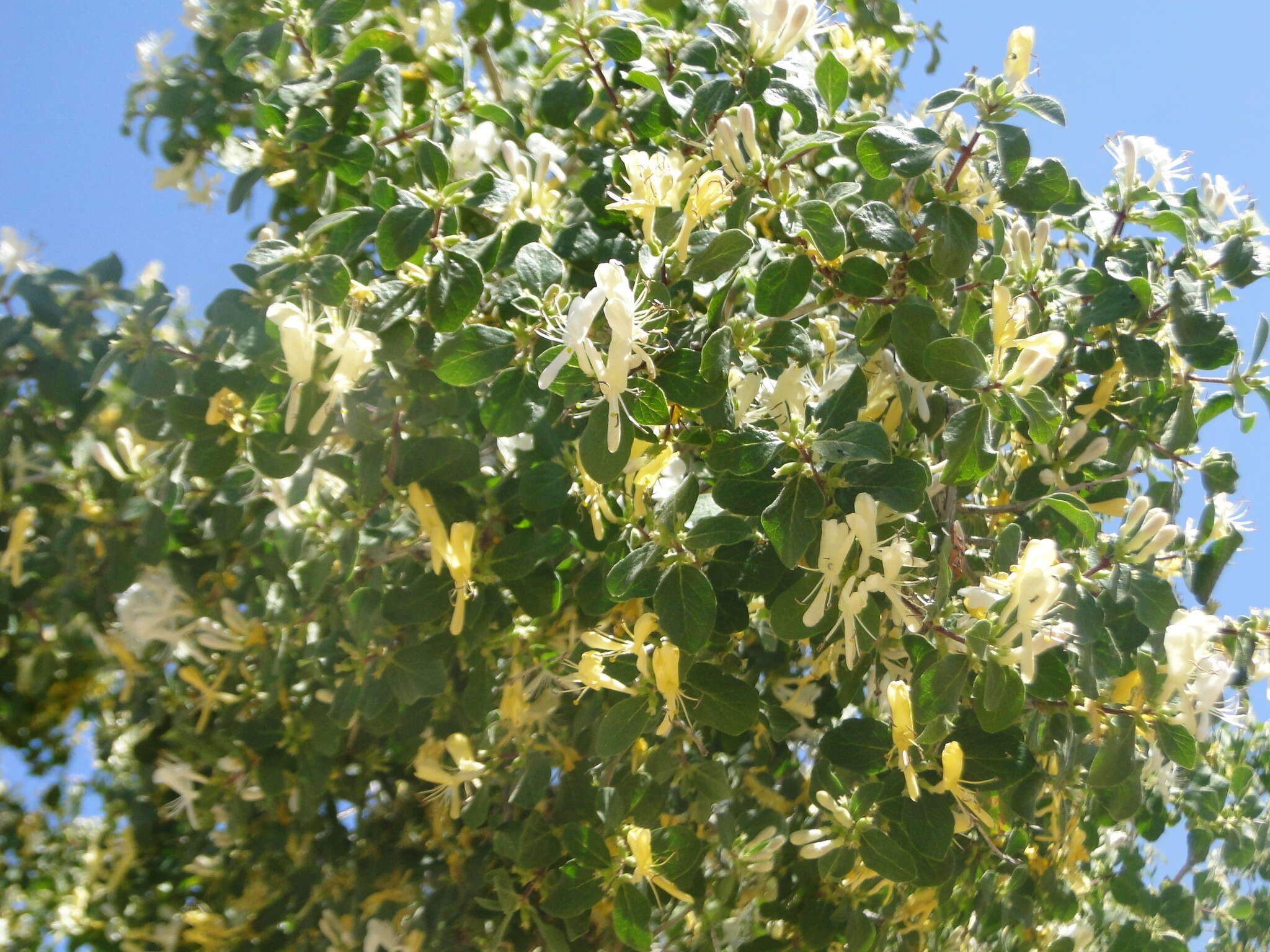 Image of Lonicera nummulariifolia Jaub. & Spach