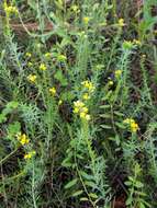 Image of Pineland Heliotrope