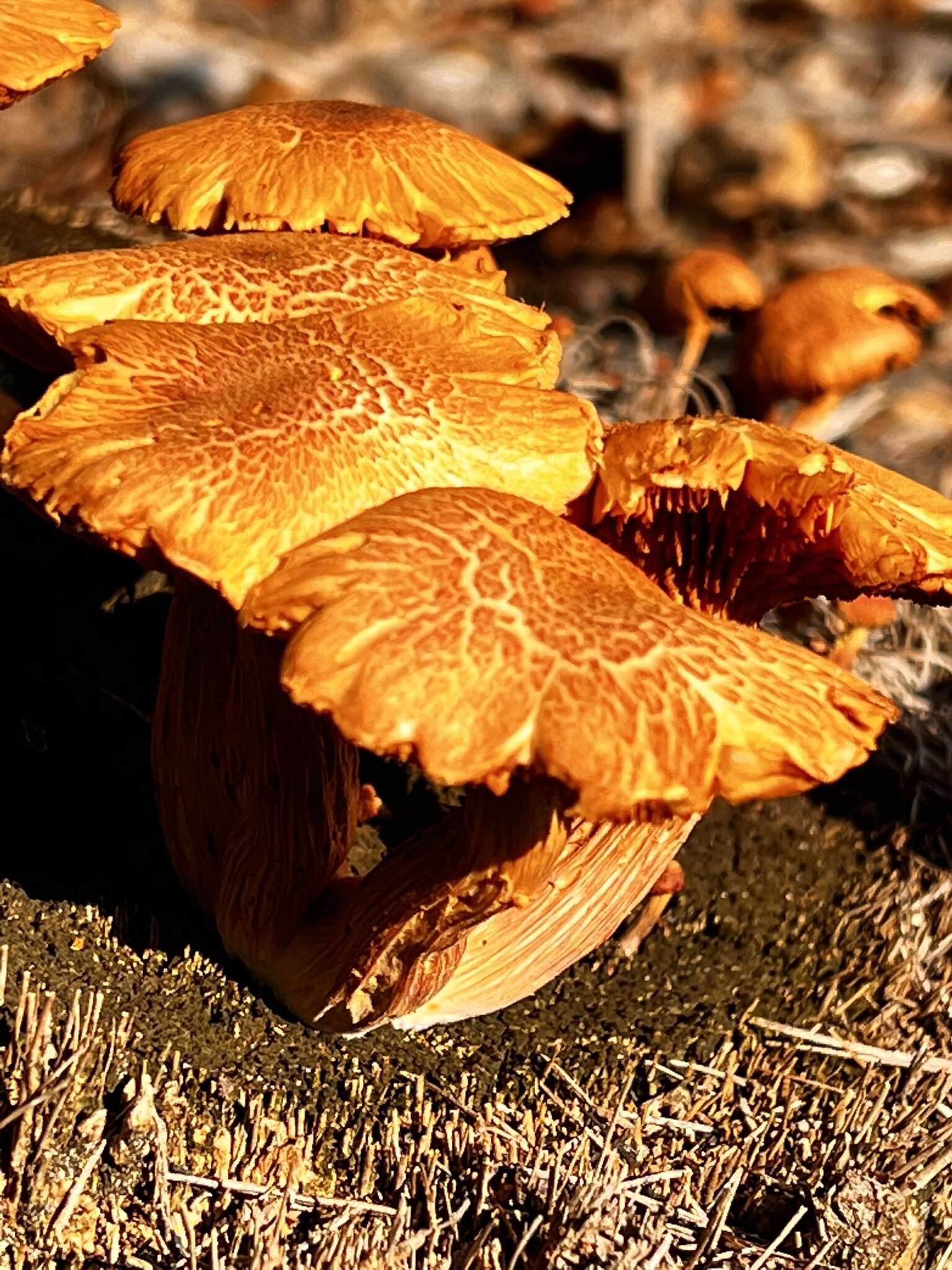 Image of Gymnopilus palmicola Murrill 1913