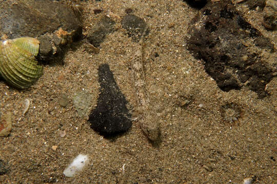 Image of Exquisite goby