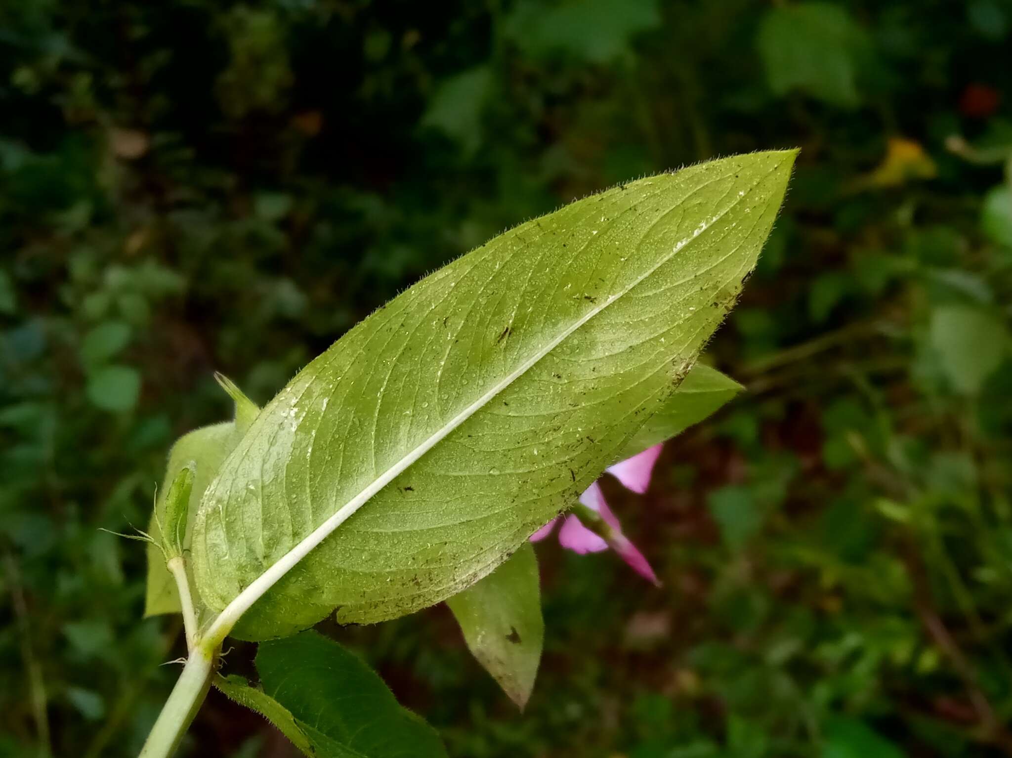 Image de Catharanthus trichophyllus (Baker) Pichon