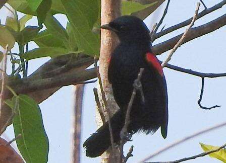 Image of Red-shouldered Cuckoo-shrike