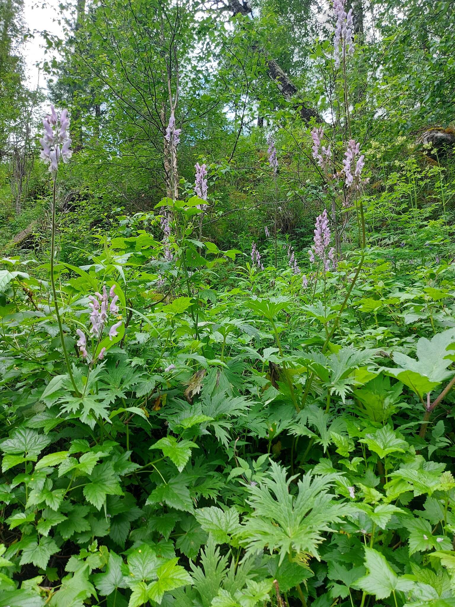 Aconitum septentrionale subsp. rubicundum (Fisch.) V. N. Voroschilov resmi