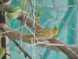 Image of Saffron Finch