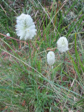 صورة <i>Ptilotus macrocephalus</i>