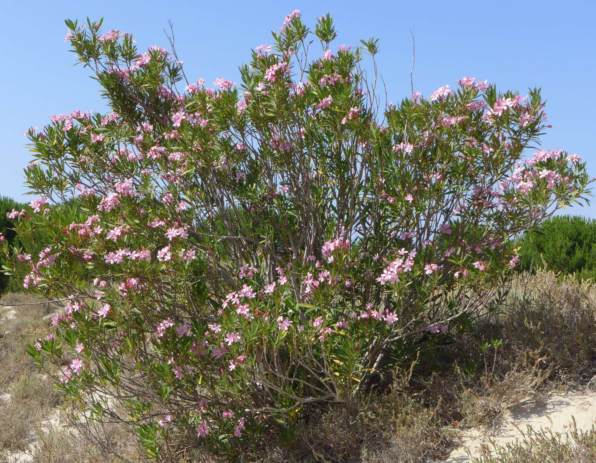 Image of Oleander