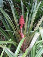 Image of Ananas comosus var. bracteatus (Lindl.) Coppens & F. Leal