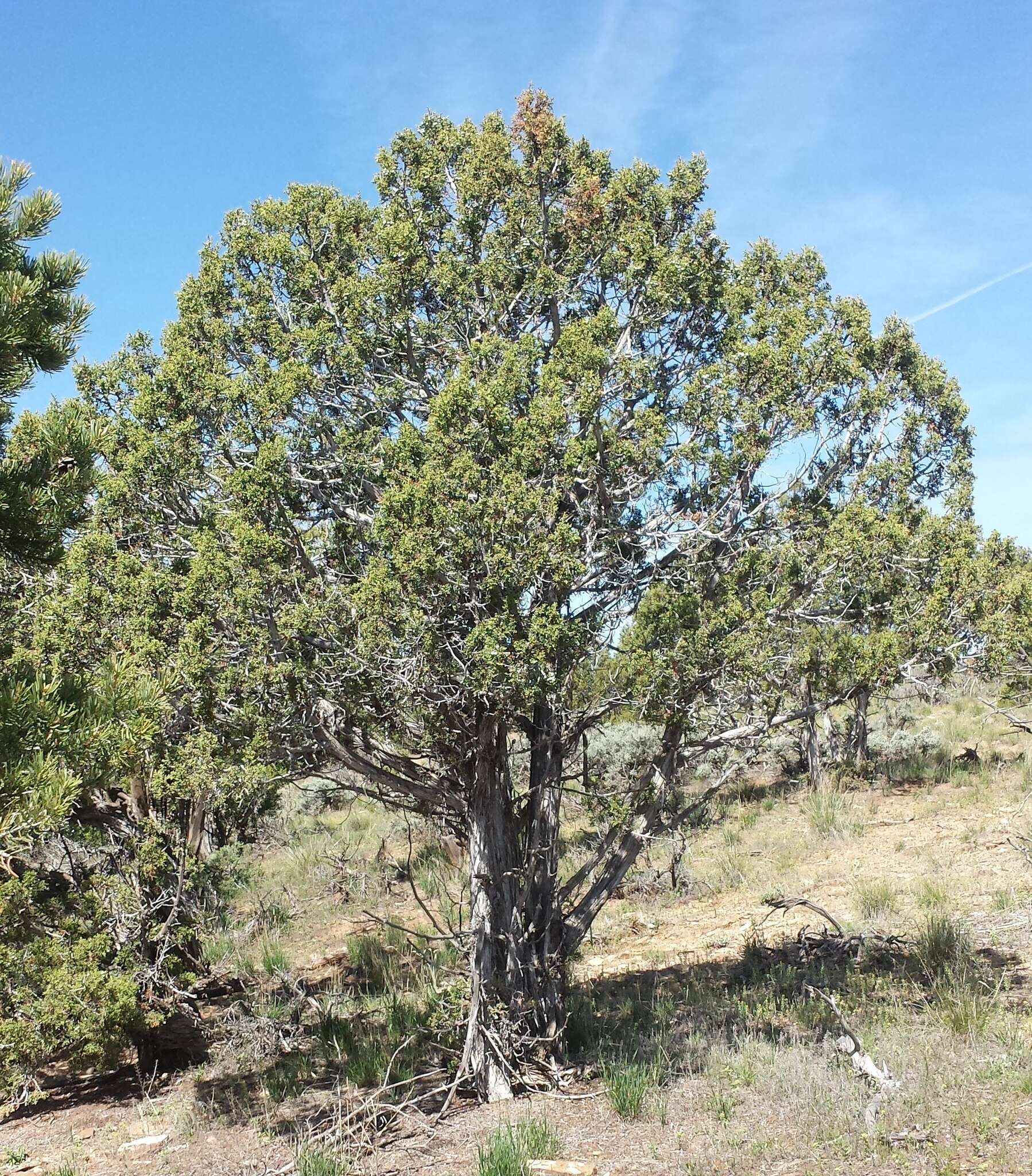 Imagem de Juniperus osteosperma (Torr.) Little