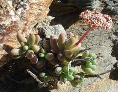 Image of Crassula brevifolia subsp. psammophila Tölken