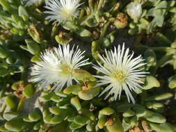 Image of Mesembryanthemum pallens subsp. pallens