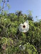 Imagem de Ipomoea chilopsidis Standl.