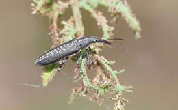 Imagem de Rhinotia brunnea (Boisduval 1835)