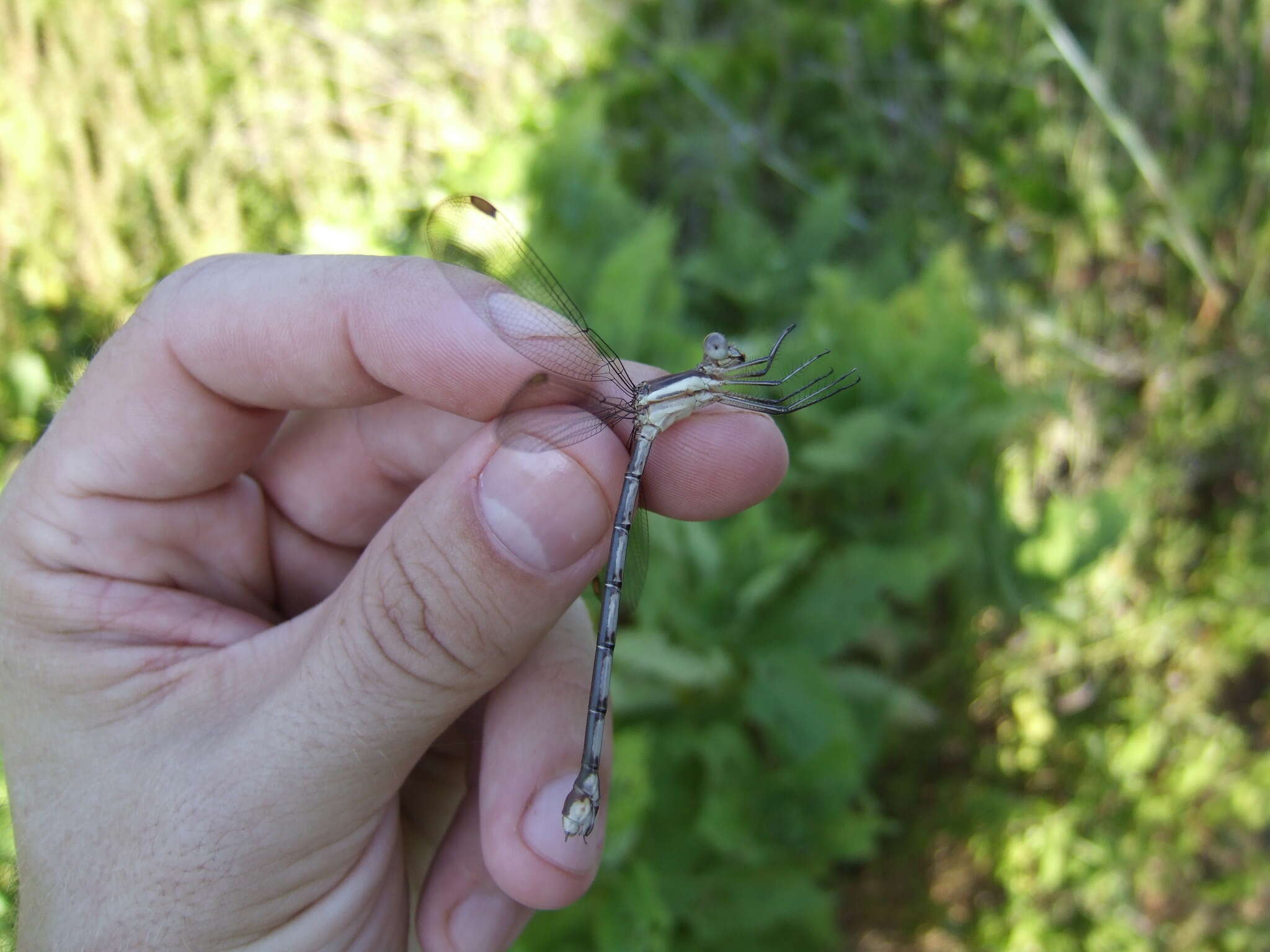 Image of Great Spreadwing