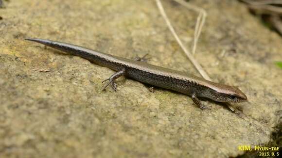 Image of Tsushima Ground Skink