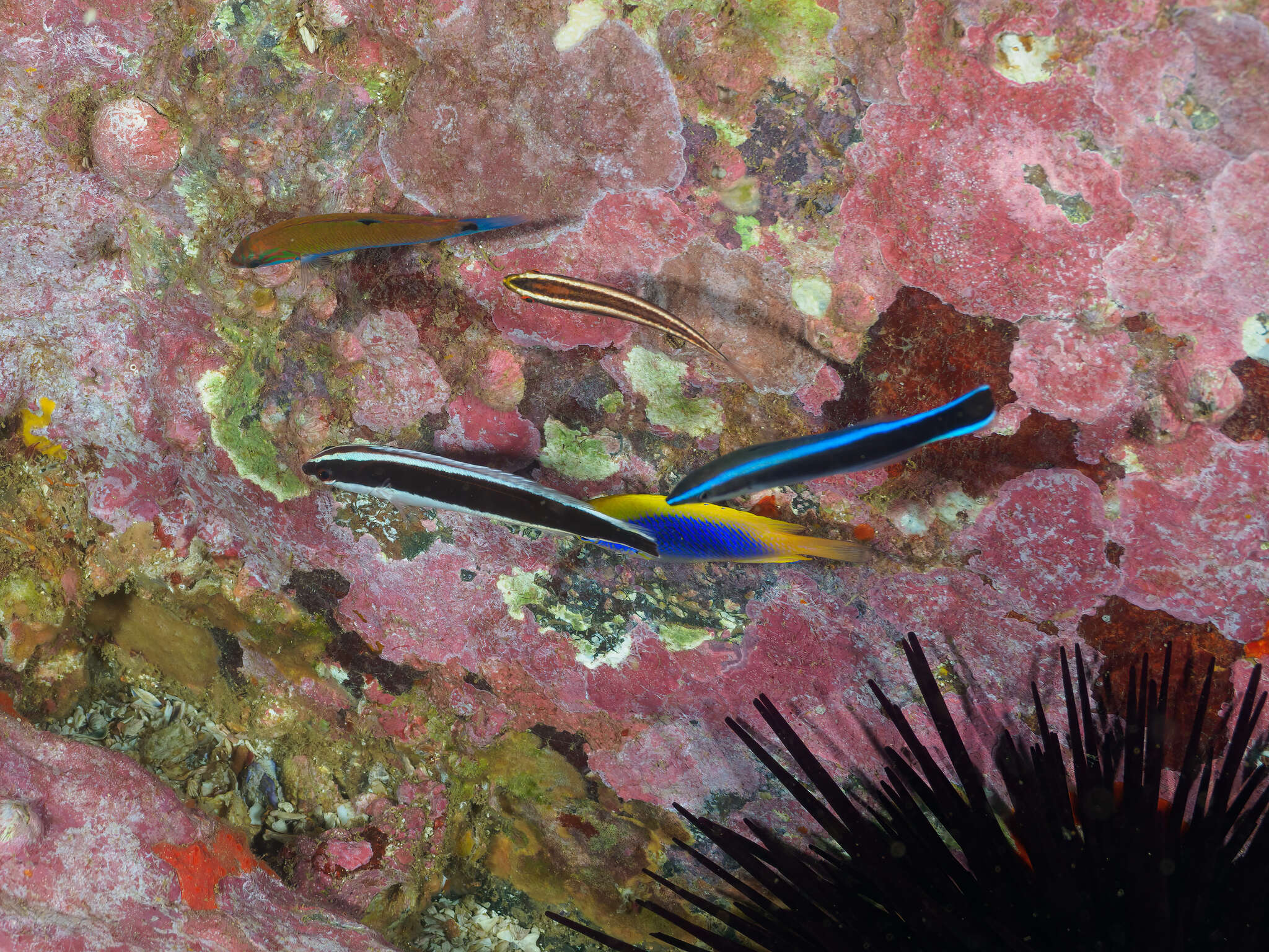 Image of Yellowfin damsel