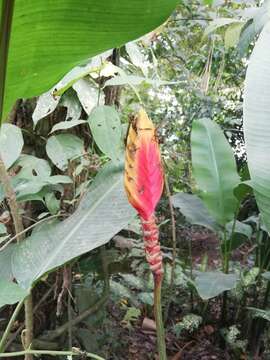 Image of Heliconia episcopalis Vell.