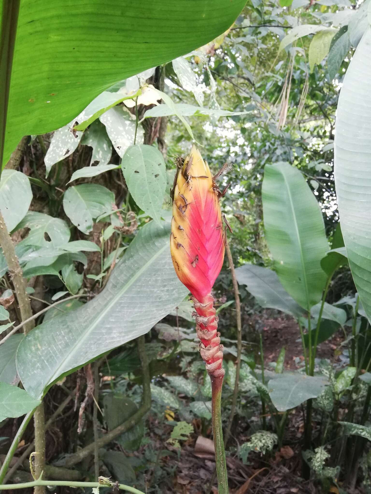 Image of Heliconia episcopalis Vell.