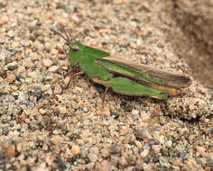 Image of Green-striped Grasshopper