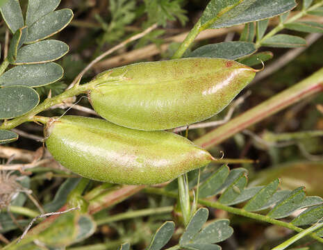 Image of Astragalus douglasii var. douglasii