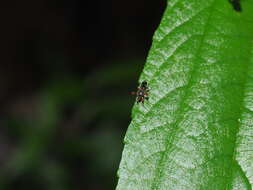 Image of Teleopsis quadriguttata (Walker 1856)