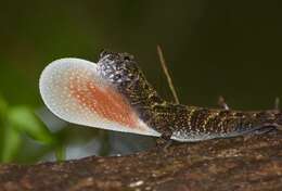 Image of Bueycito Anole