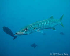 Image of Jello barracuda