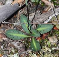 Image of Disa bifida (Thunb.) Sw.