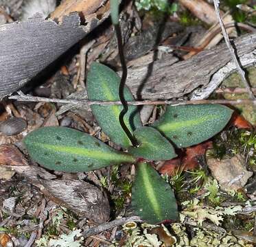 Imagem de Disa bifida (Thunb.) Sw.