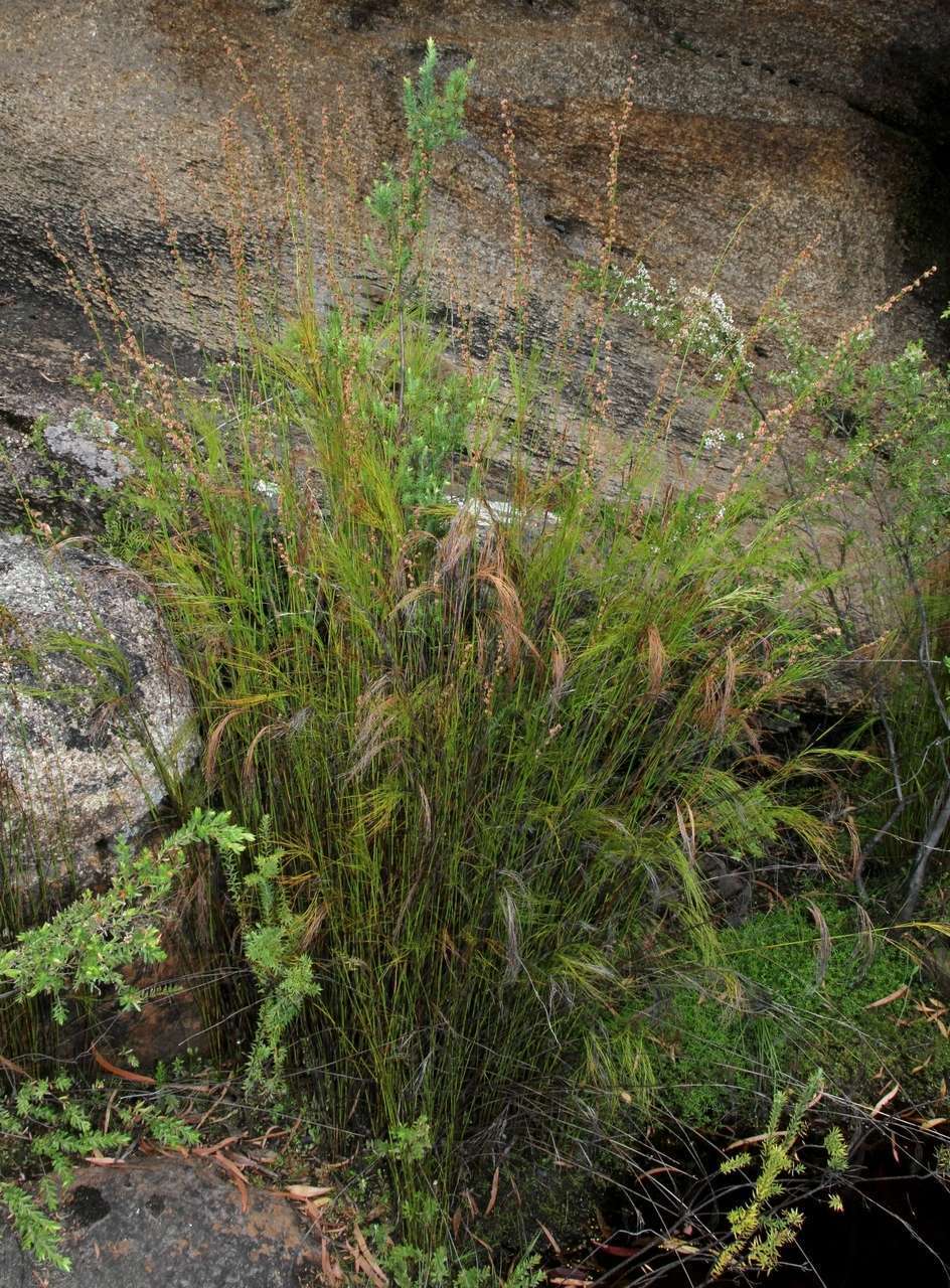 Imagem de Baloskion tetraphyllum subsp. tetraphyllum