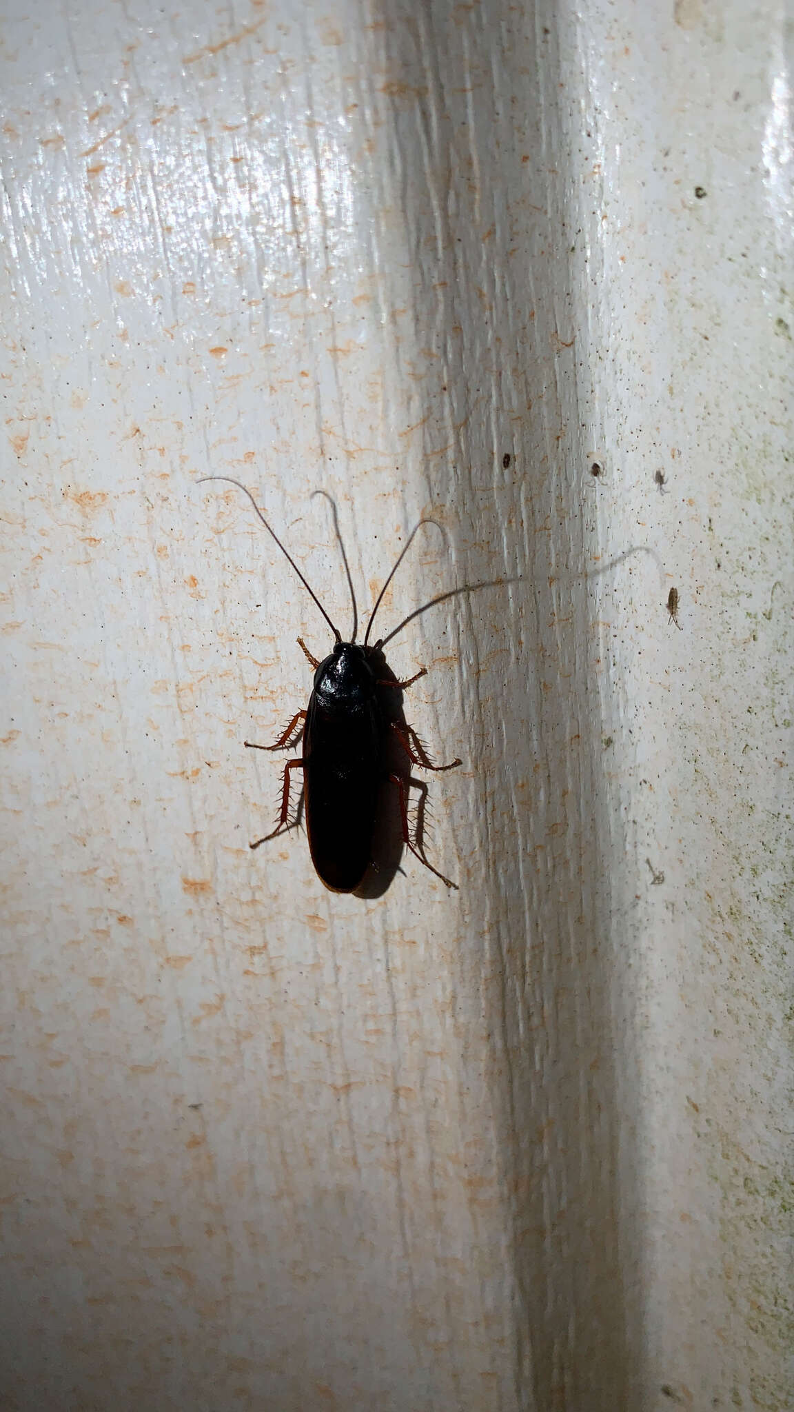 Image of Dark Wood Cockroach