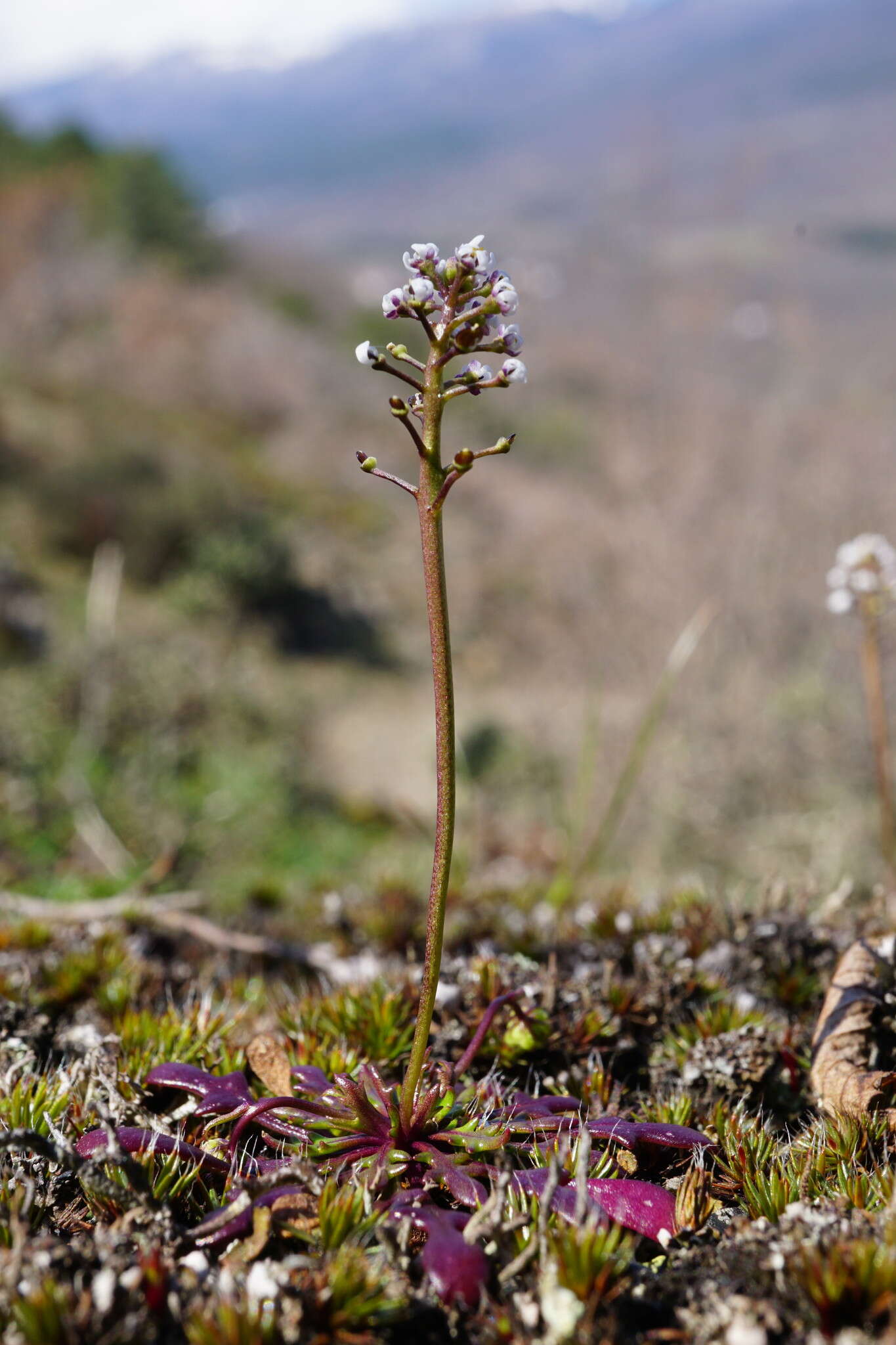 Imagem de Teesdalia coronopifolia (Bergeret ex Steud.) Thell.