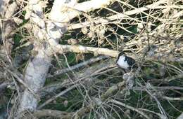 Image of Black Sparrowhawk