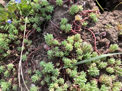 Image of Sedum pallidum Bieb.