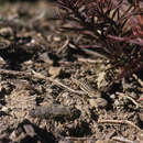 Image of Fringe-fingered Lizard