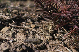 Imagem de Acanthodactylus erythrurus atlanticus Boulenger 1918