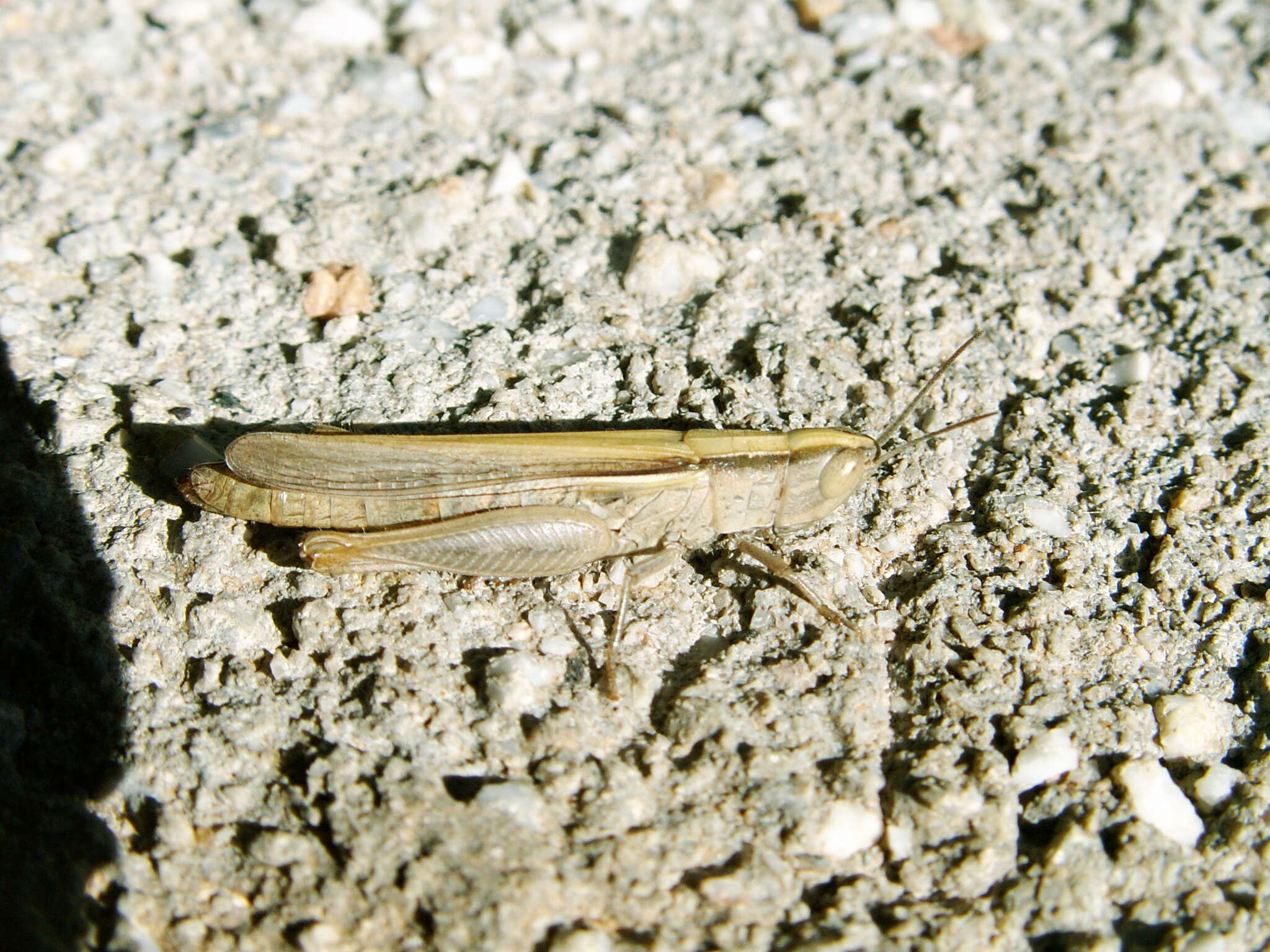 Image of Ochrilidia tibialis (Fieber 1853)