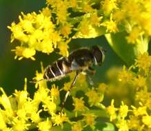 Image of Eristalis dimidiata Wiedemann 1830